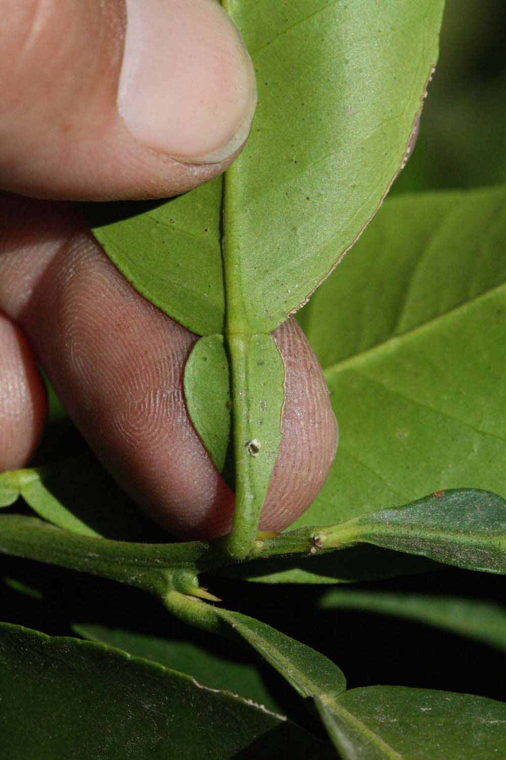              Petiole (Riverside, CA)       